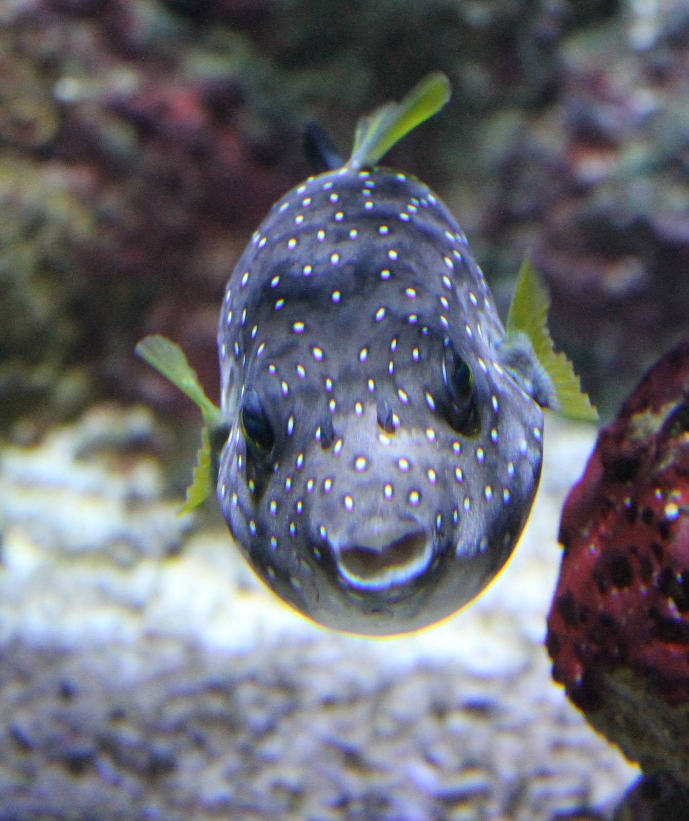 White-spotted puffer