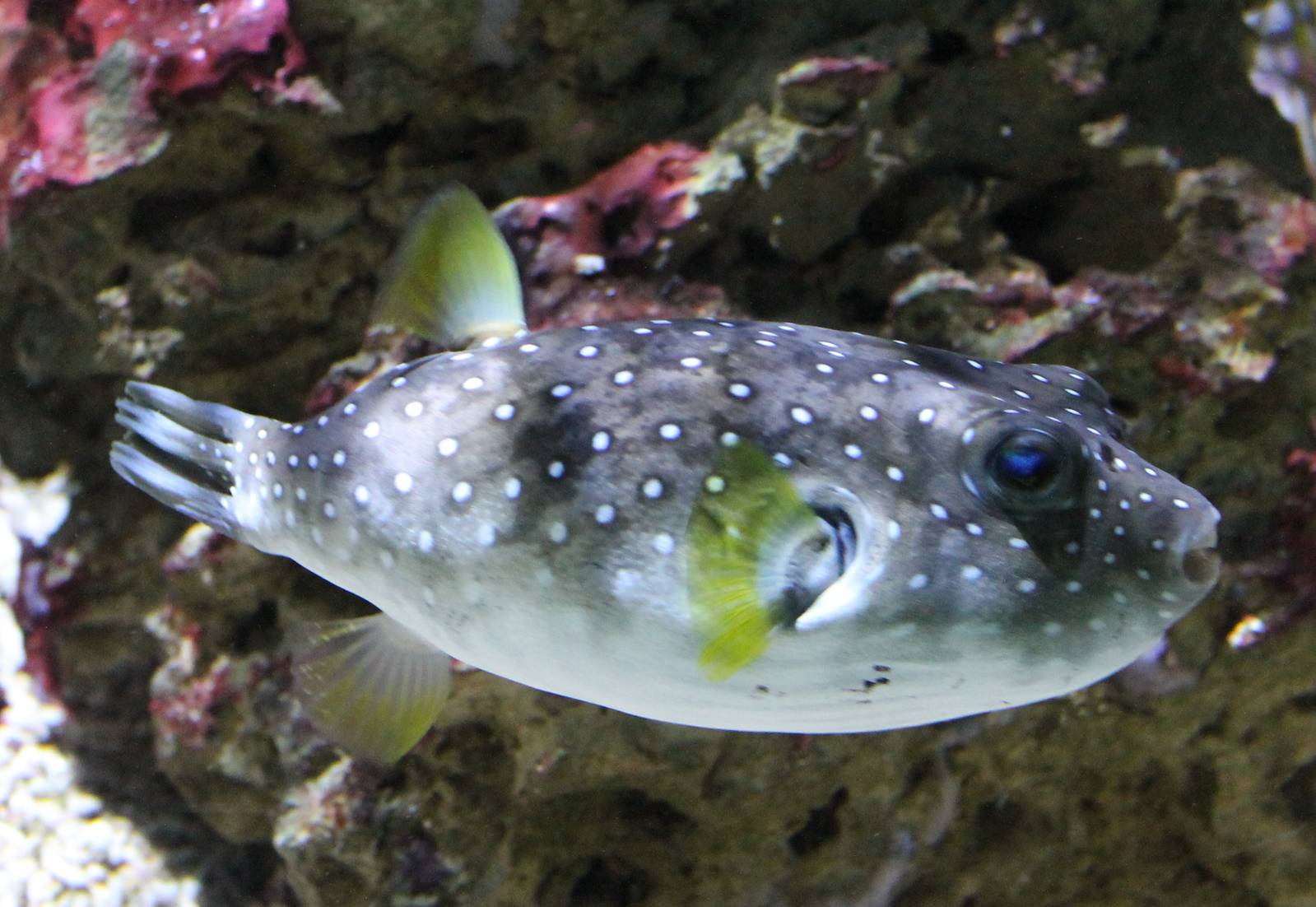 White-spotted puffer