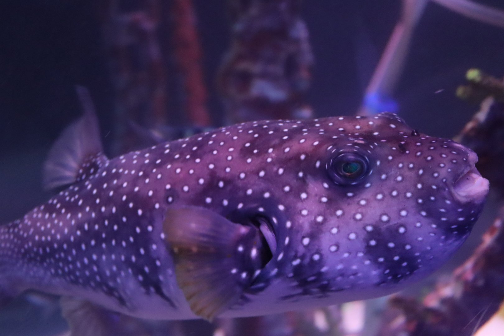 White-spotted Puffer