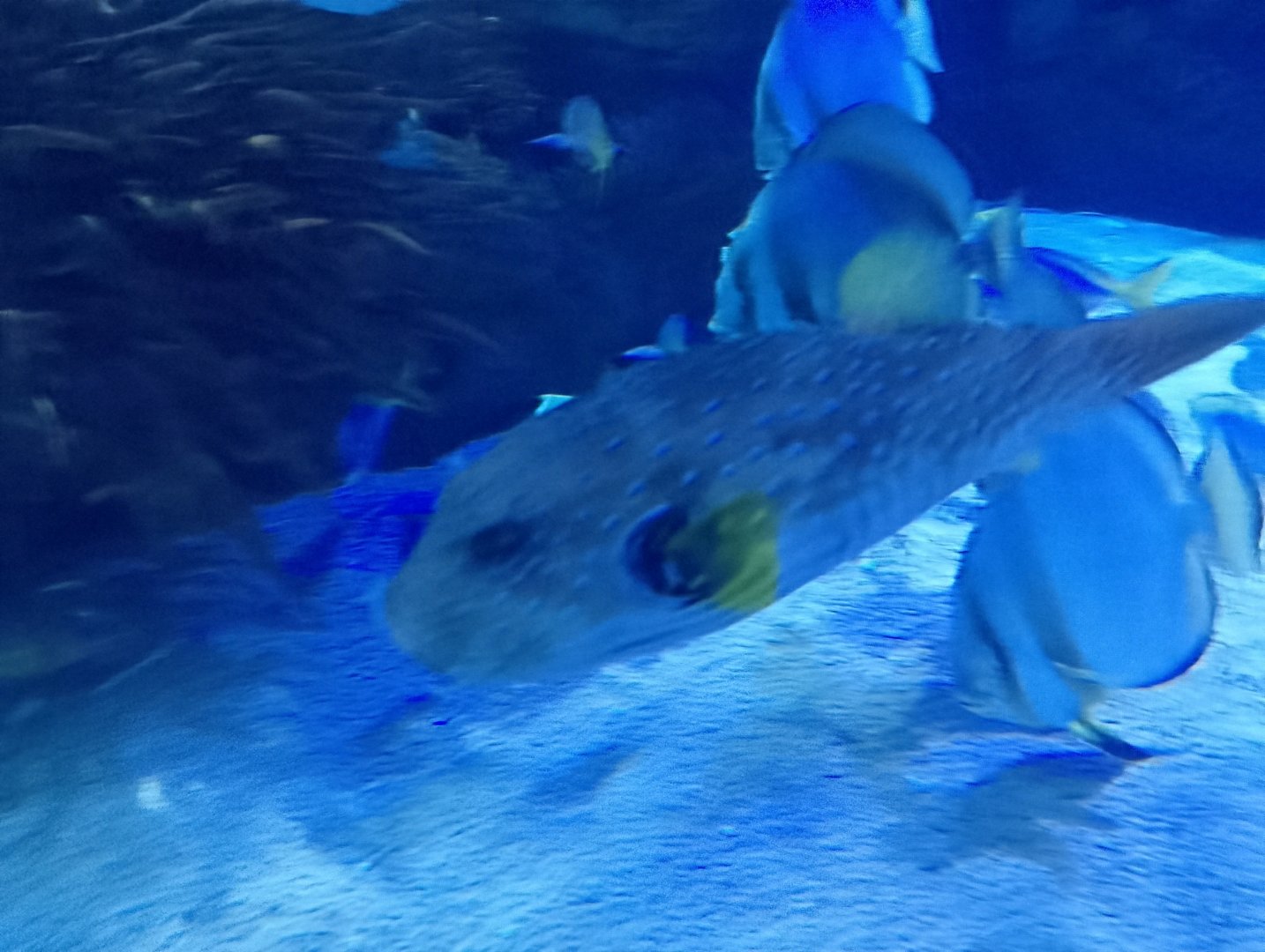 White-spotted Puffer
