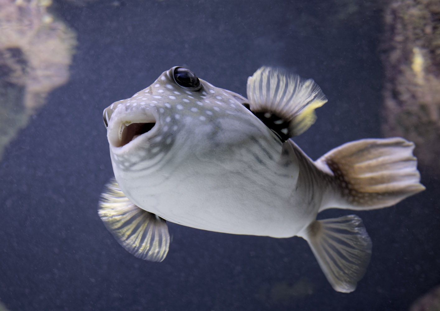 White-spotted puffer