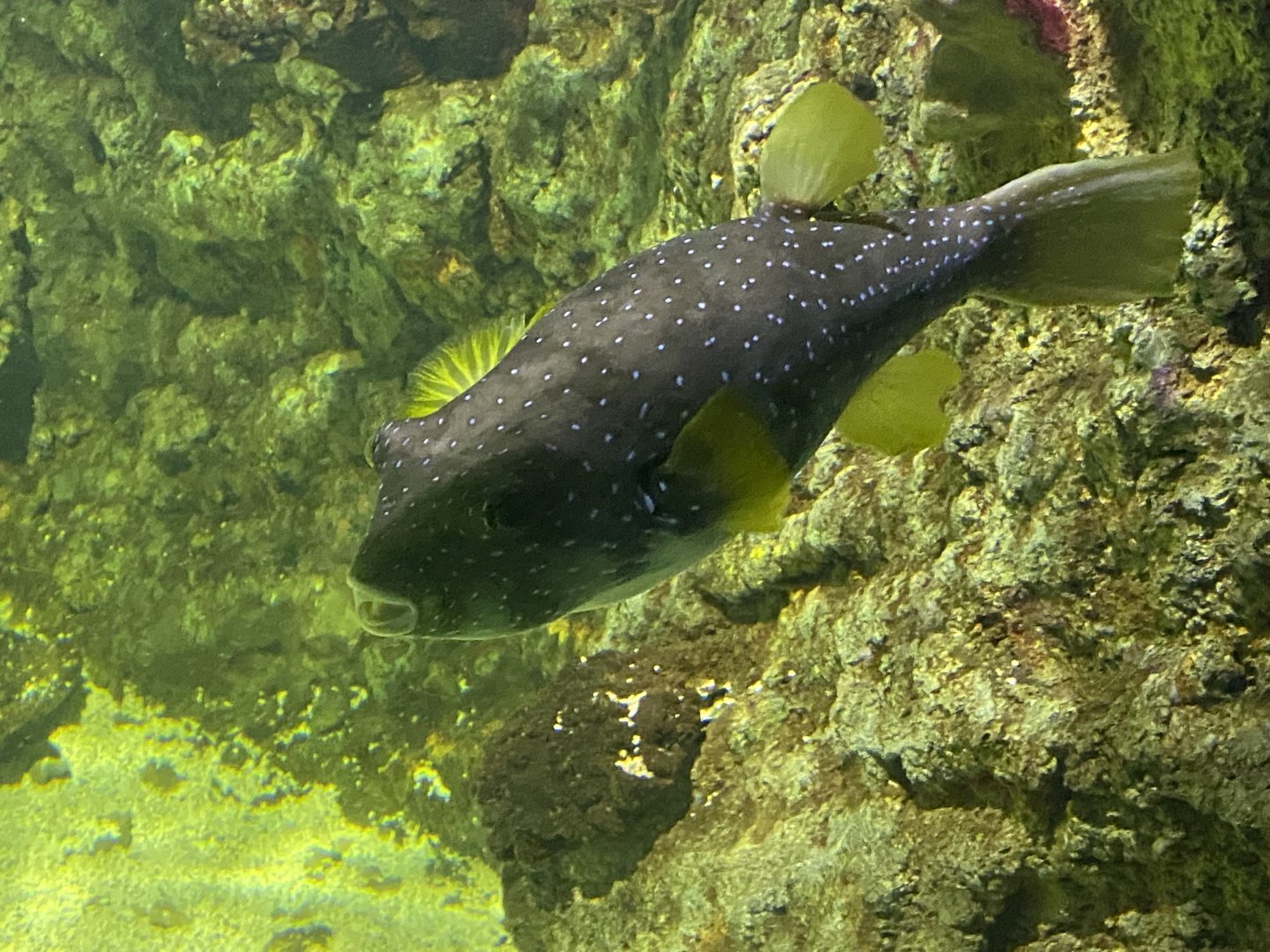 White-spotted puffer