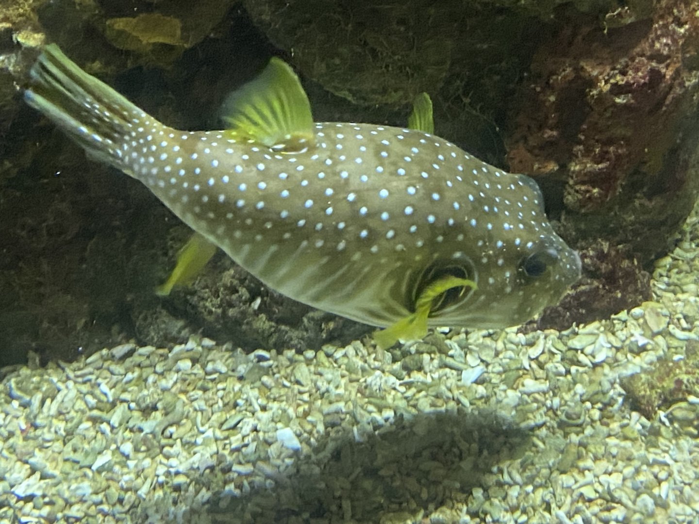 White-spotted pufferfish 070124