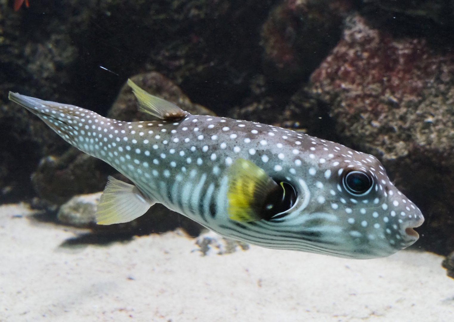 White-spotted pufferfish (Arothron hispidus), 2019-04-20