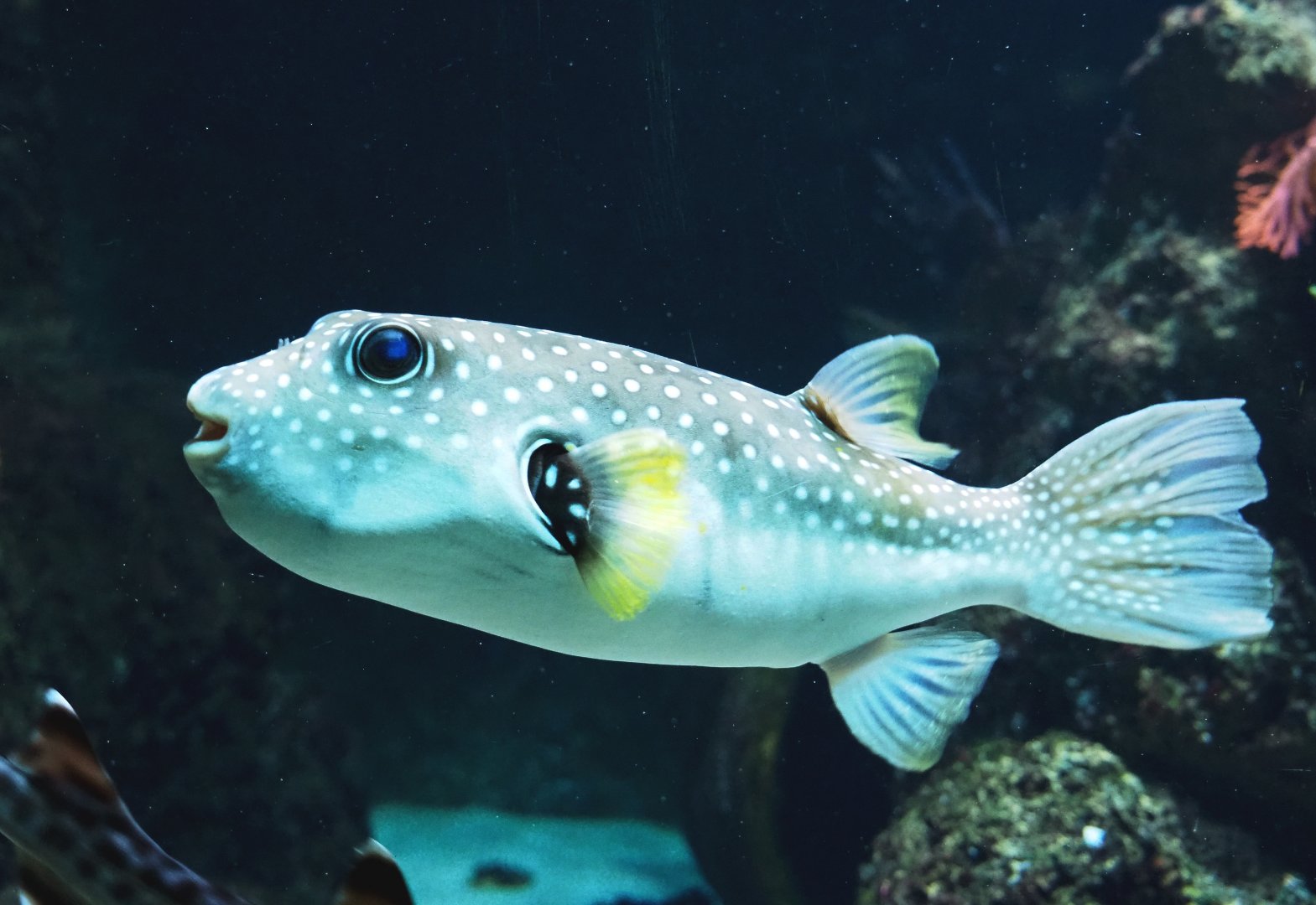 White-spotted pufferfish (Arothron hispidus), 2021-07-17
