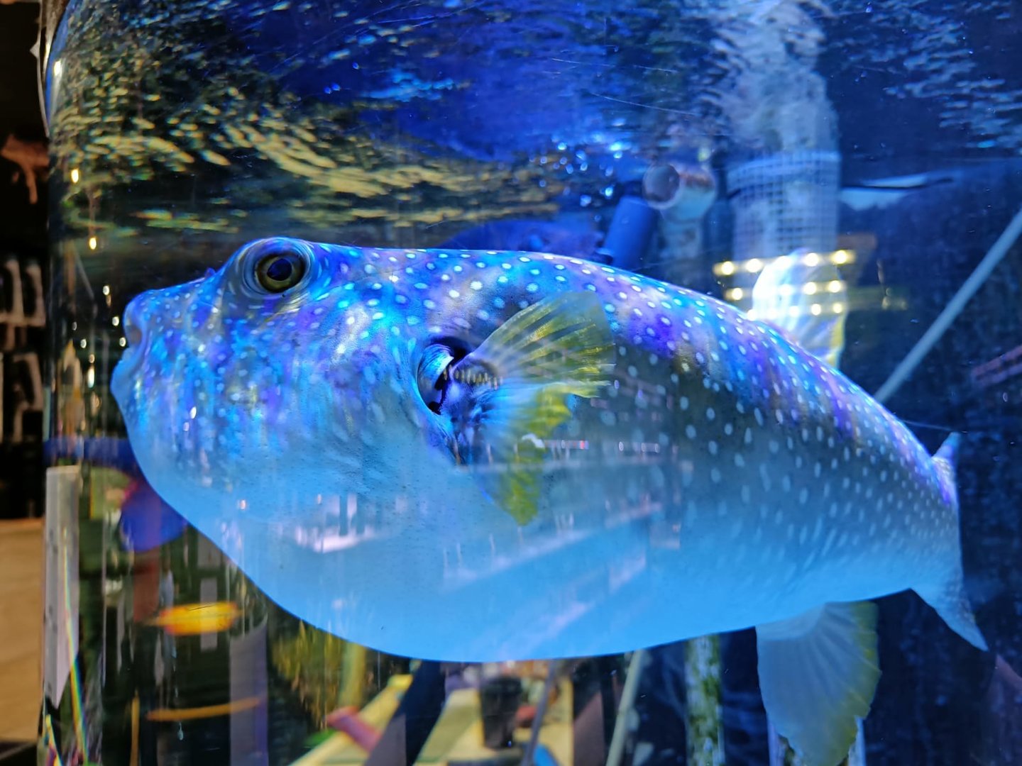 White-spotted Pufferfish