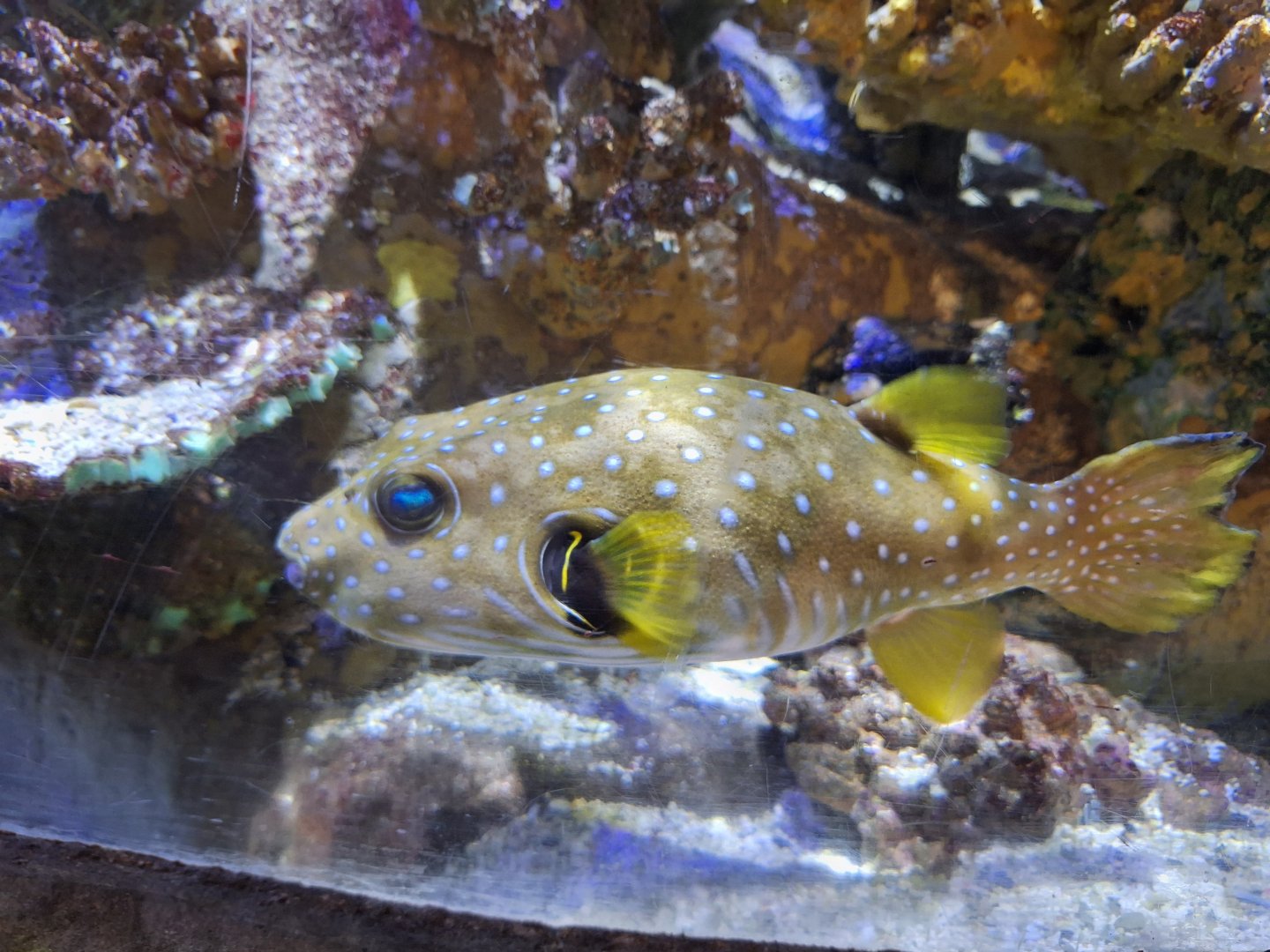 White-spotted Pufferfush