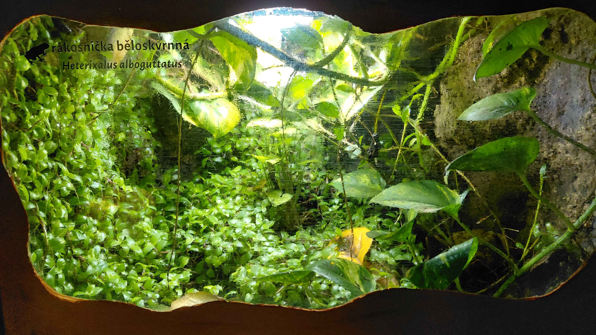 White Spotted reed frog exhibit