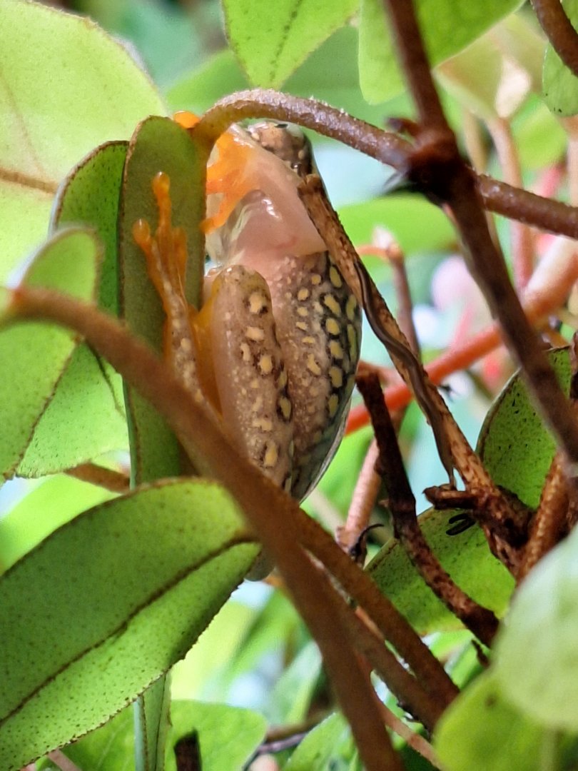 White-spotted Reed Frog (possibly)