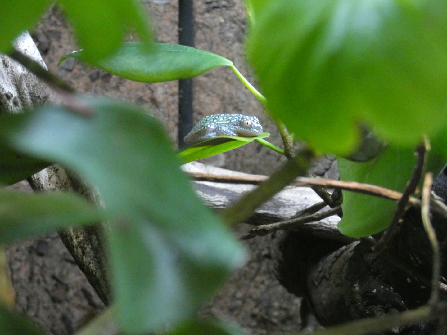 White-spotted reed frog