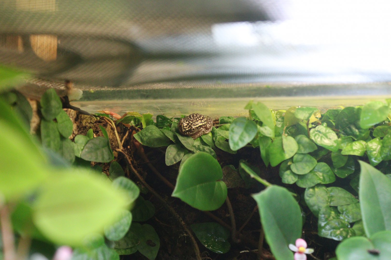 White-spotted Reed Frog