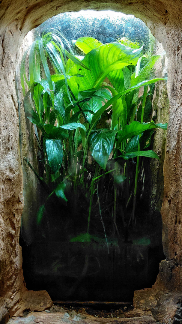 White spotted reed frog