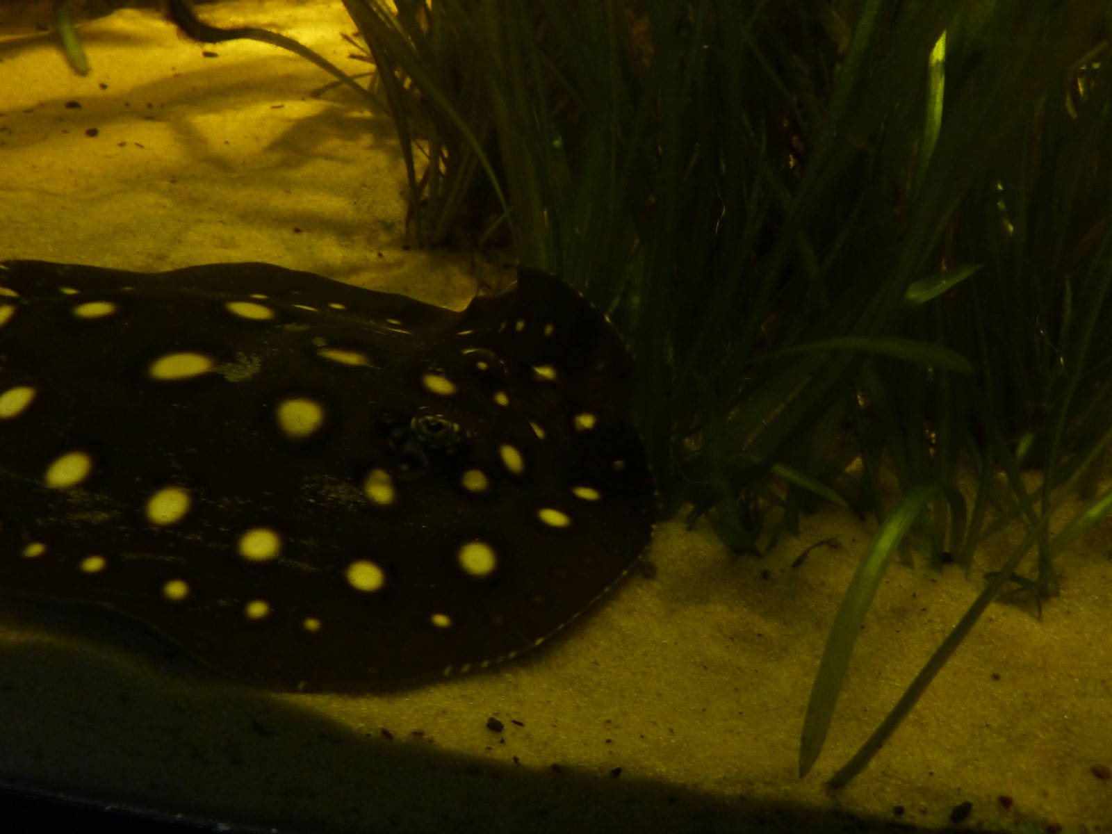 White-spotted river stingray