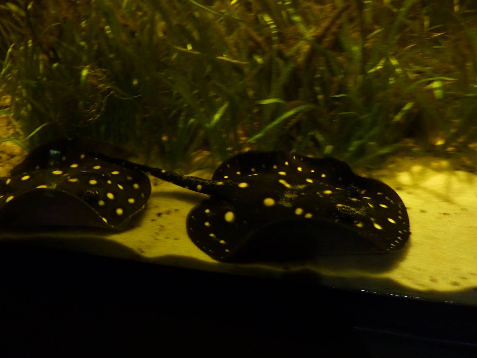 White-spotted river stingrays