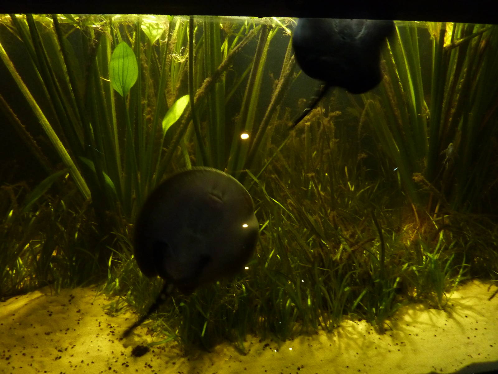 White-spotted river stingrays