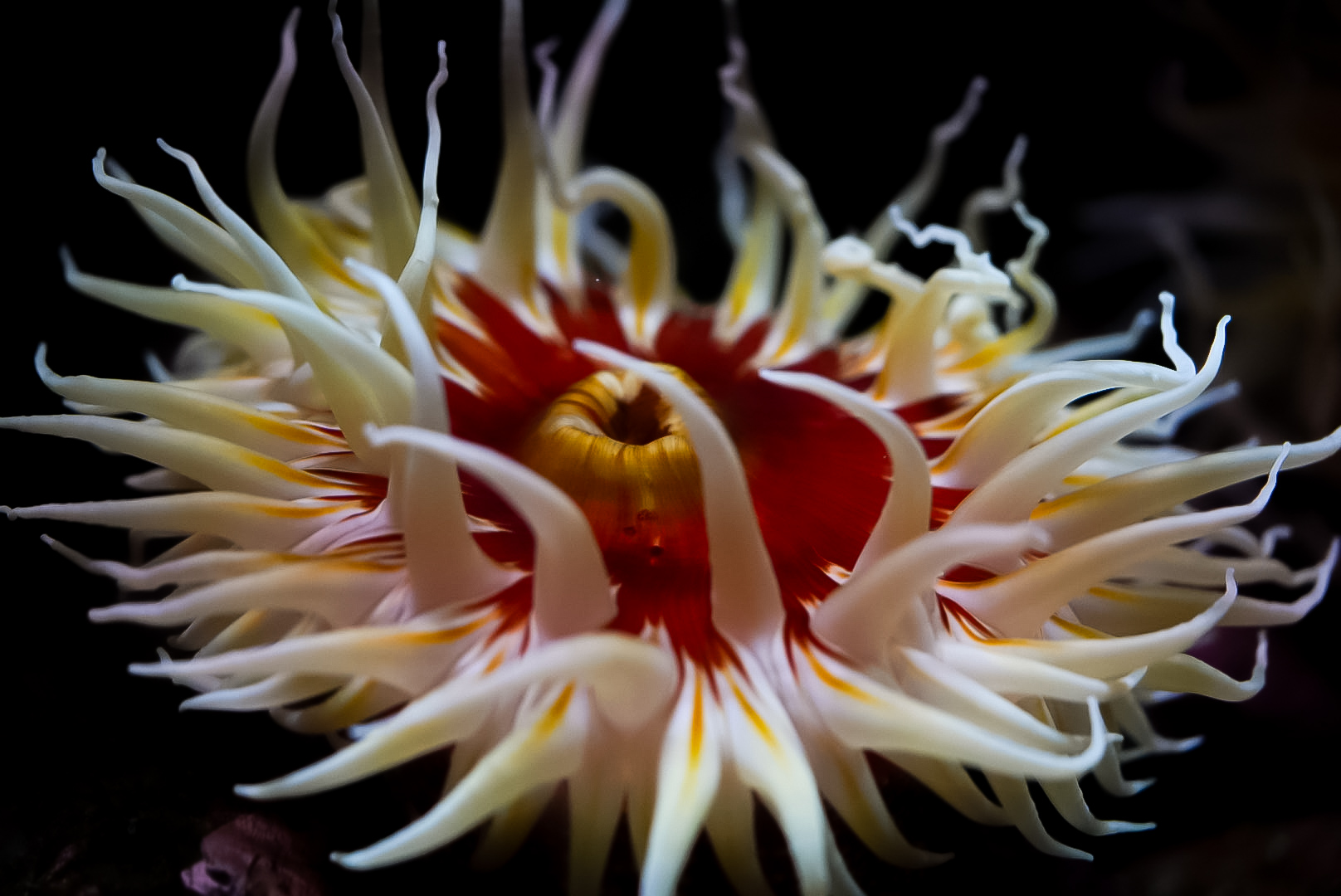 White Spotted Rose Anemone