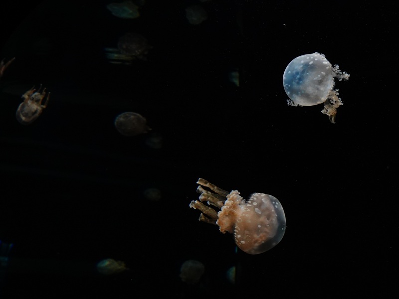 White-spotted Sea Jelly (Mastigias papua)