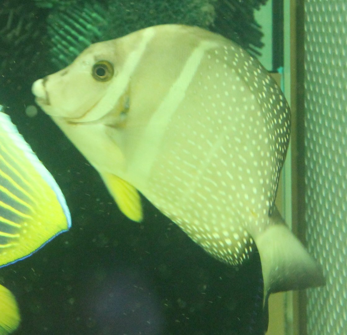 White-spotted surgeonfish - Acanthurus guttatus