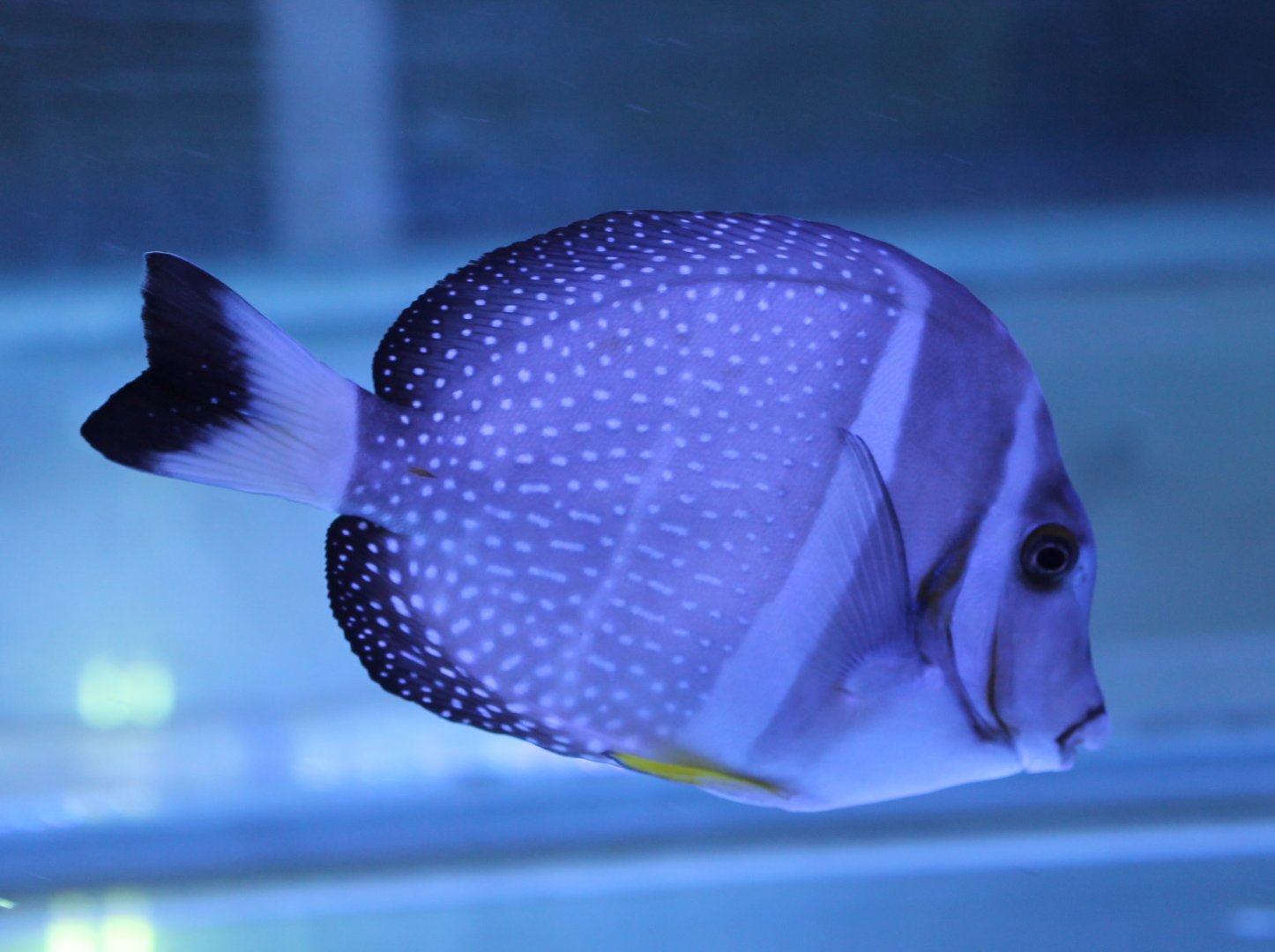 White-spotted surgeonfish - Acanthurus guttatus
