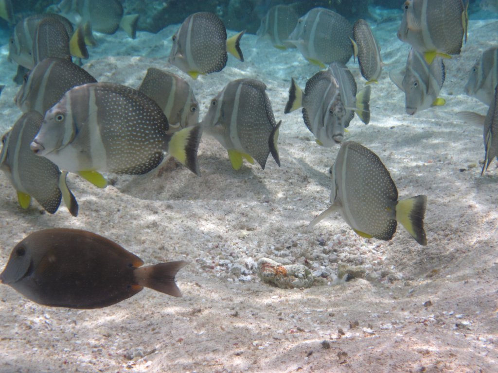 White-spotted Surgeons