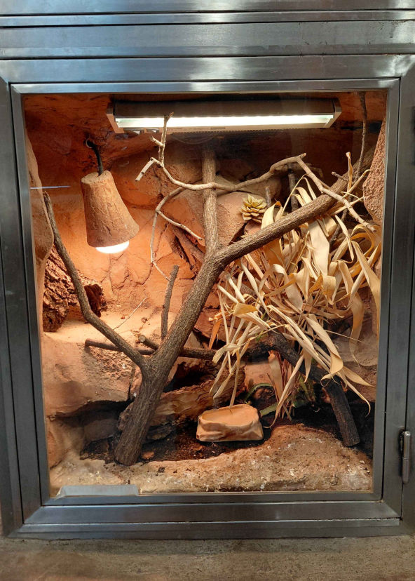 White-spotted wall gecko exhibit