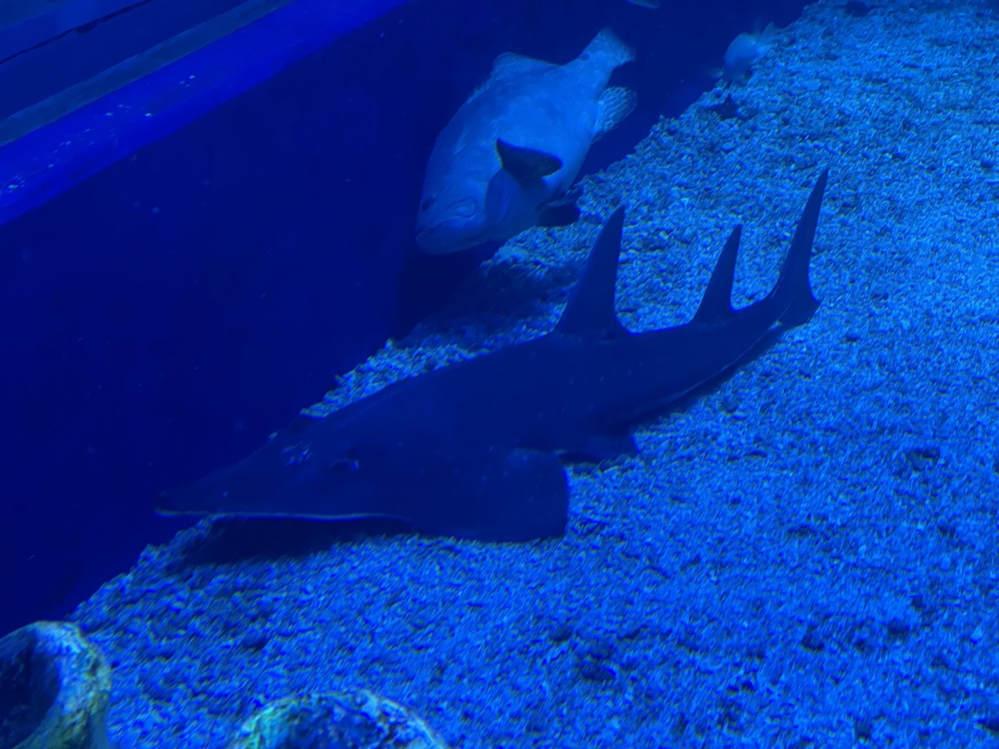 white-spotted wedgefish (rhinobatos albomaculatus) (1) - BX Sea