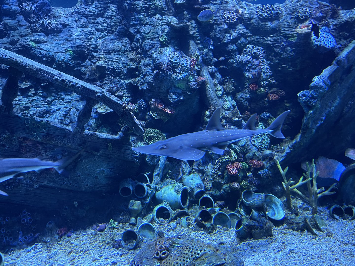 white-spotted wedgefish (rhynchobatus australiae) (2) - BX Sea