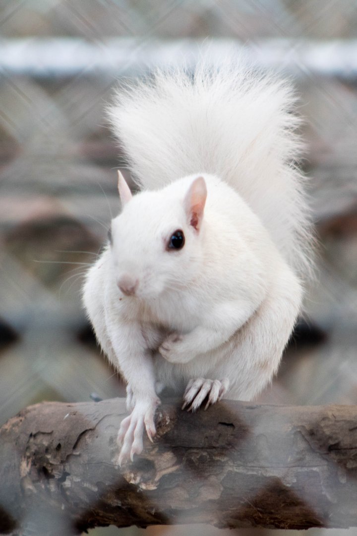 White squirrel