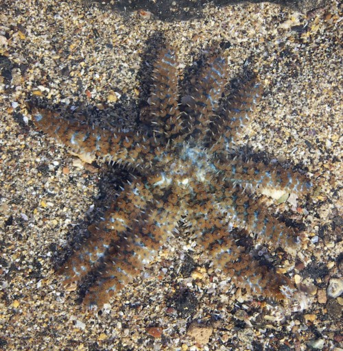 White Starfish (Coscinasterias tenuispina)