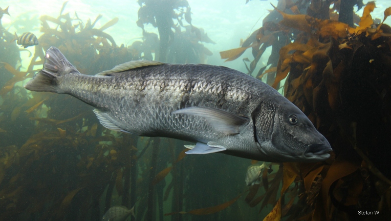 White steenbras(Lithognathus lithognathus)