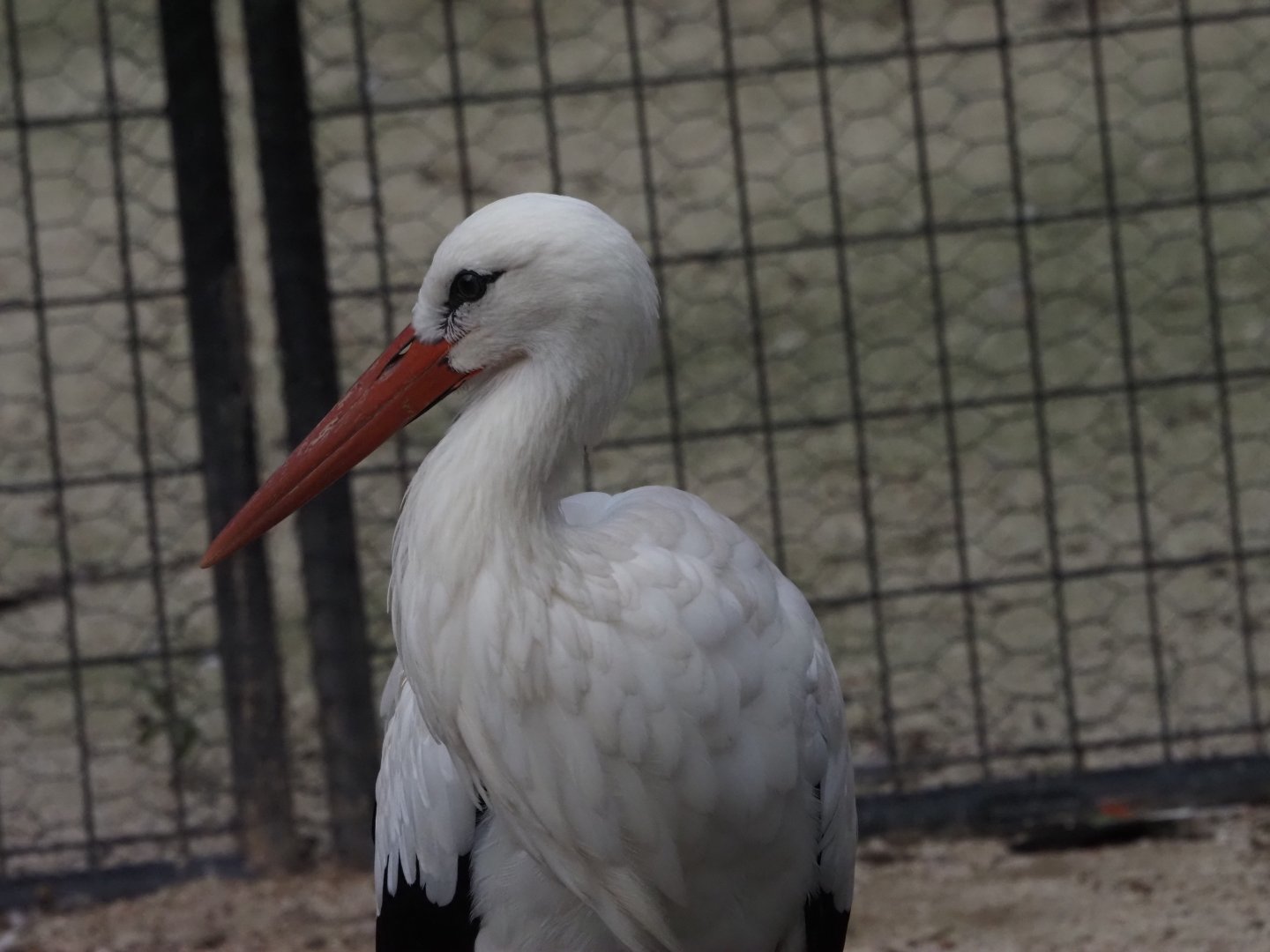 White Stork 1