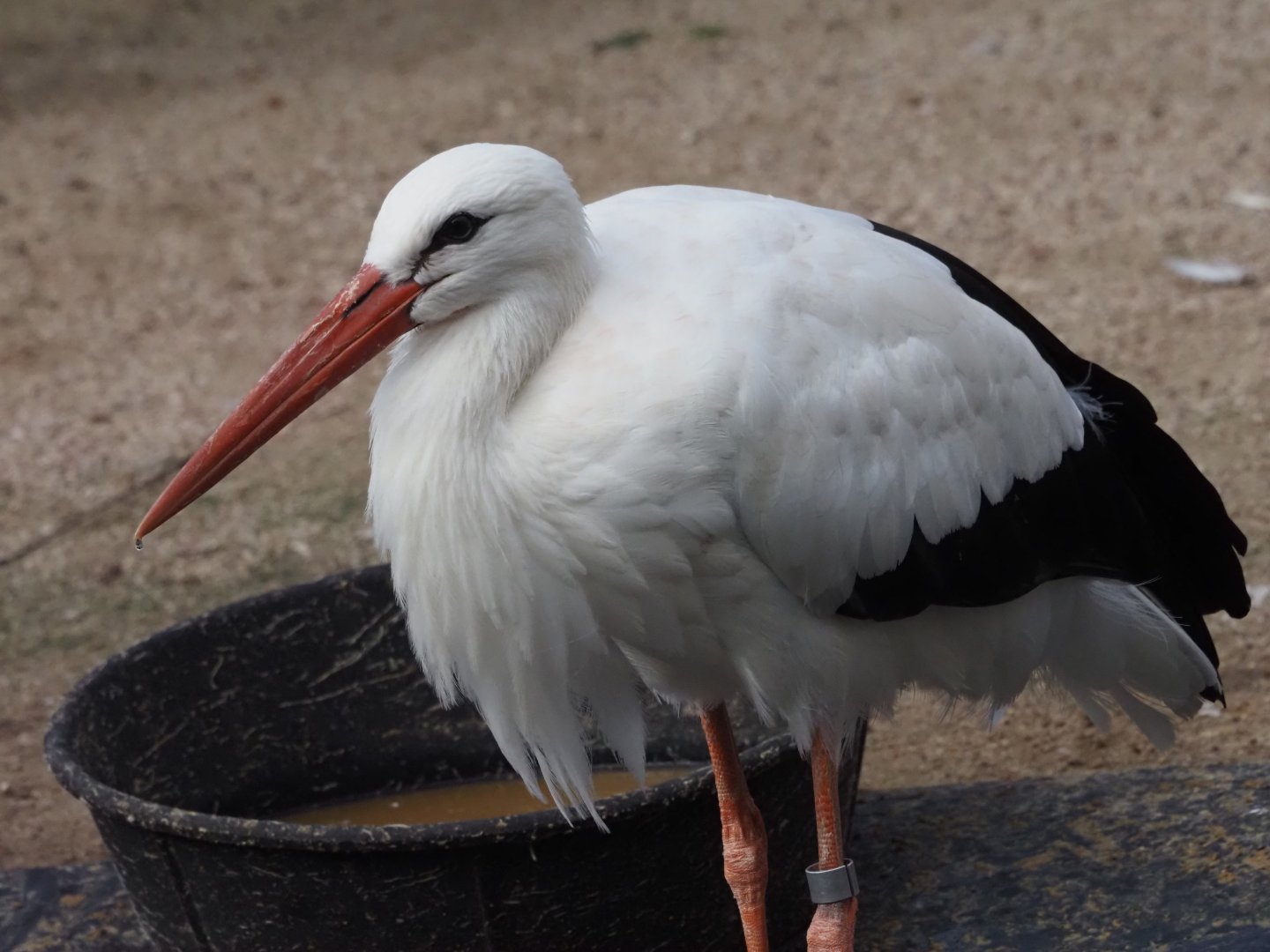 White Stork 2
