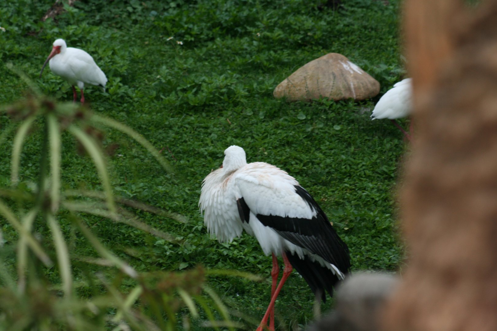 White Stork(20/2/25)