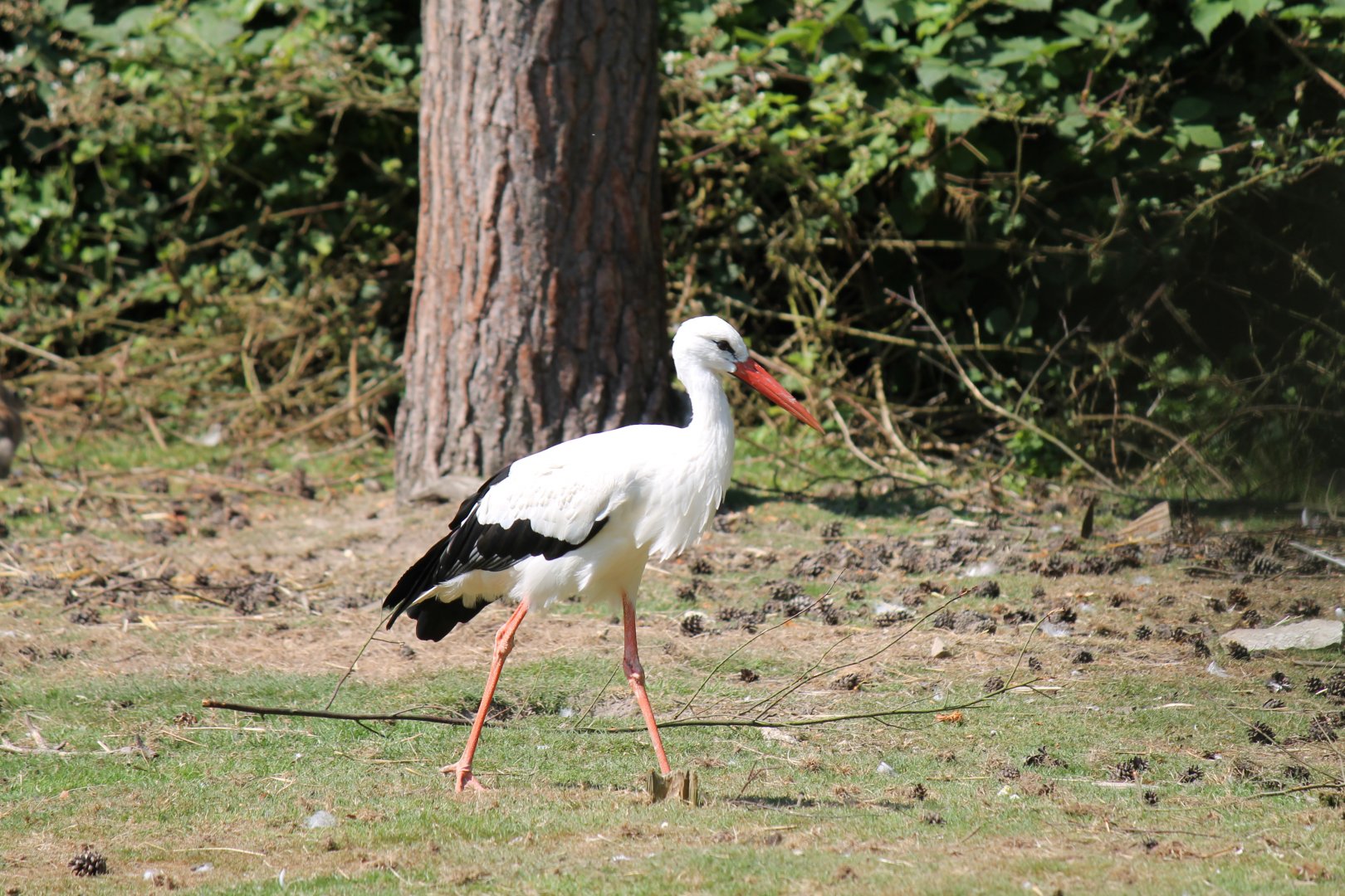 White Stork (2011)