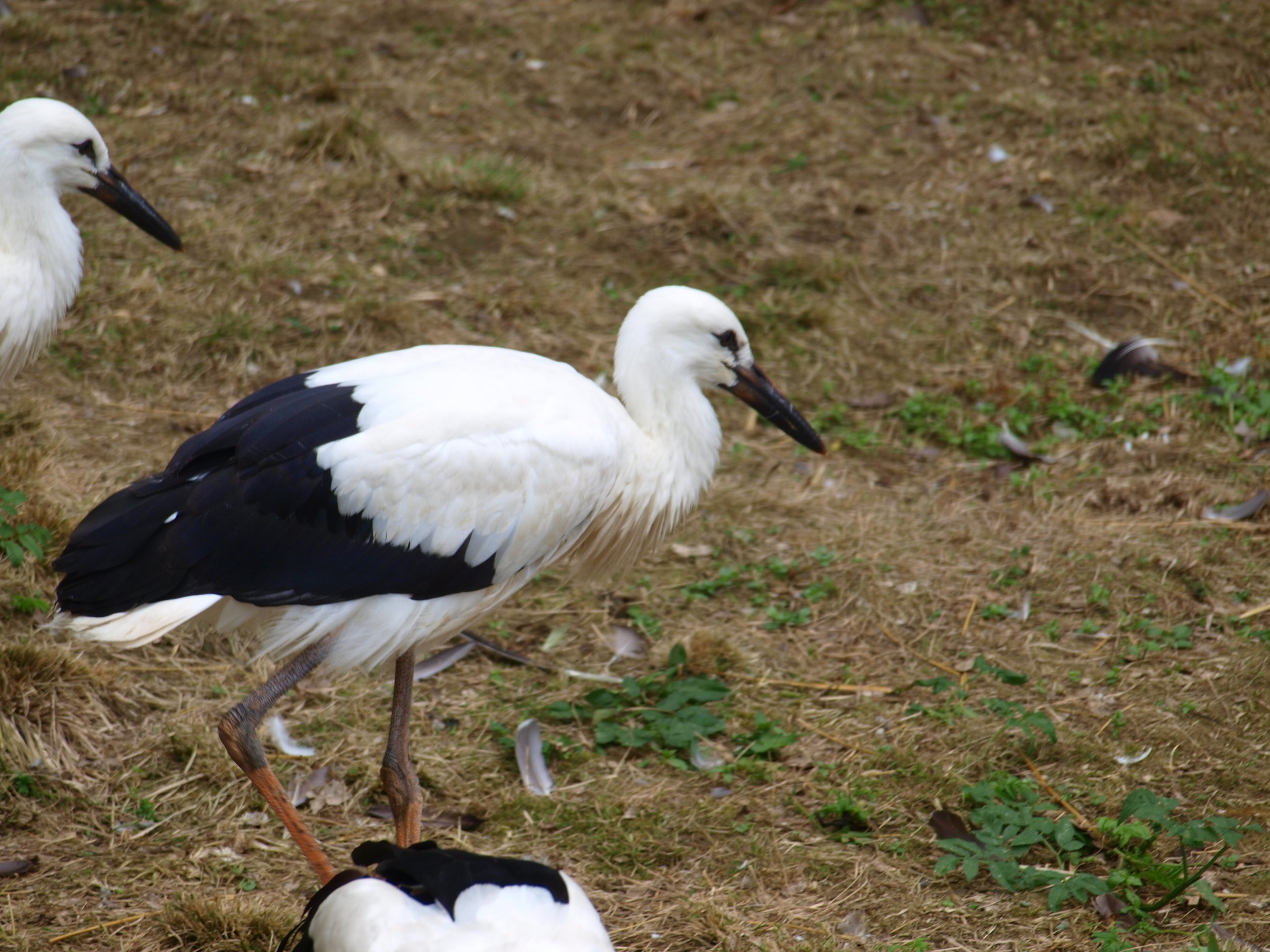 White stork 2011