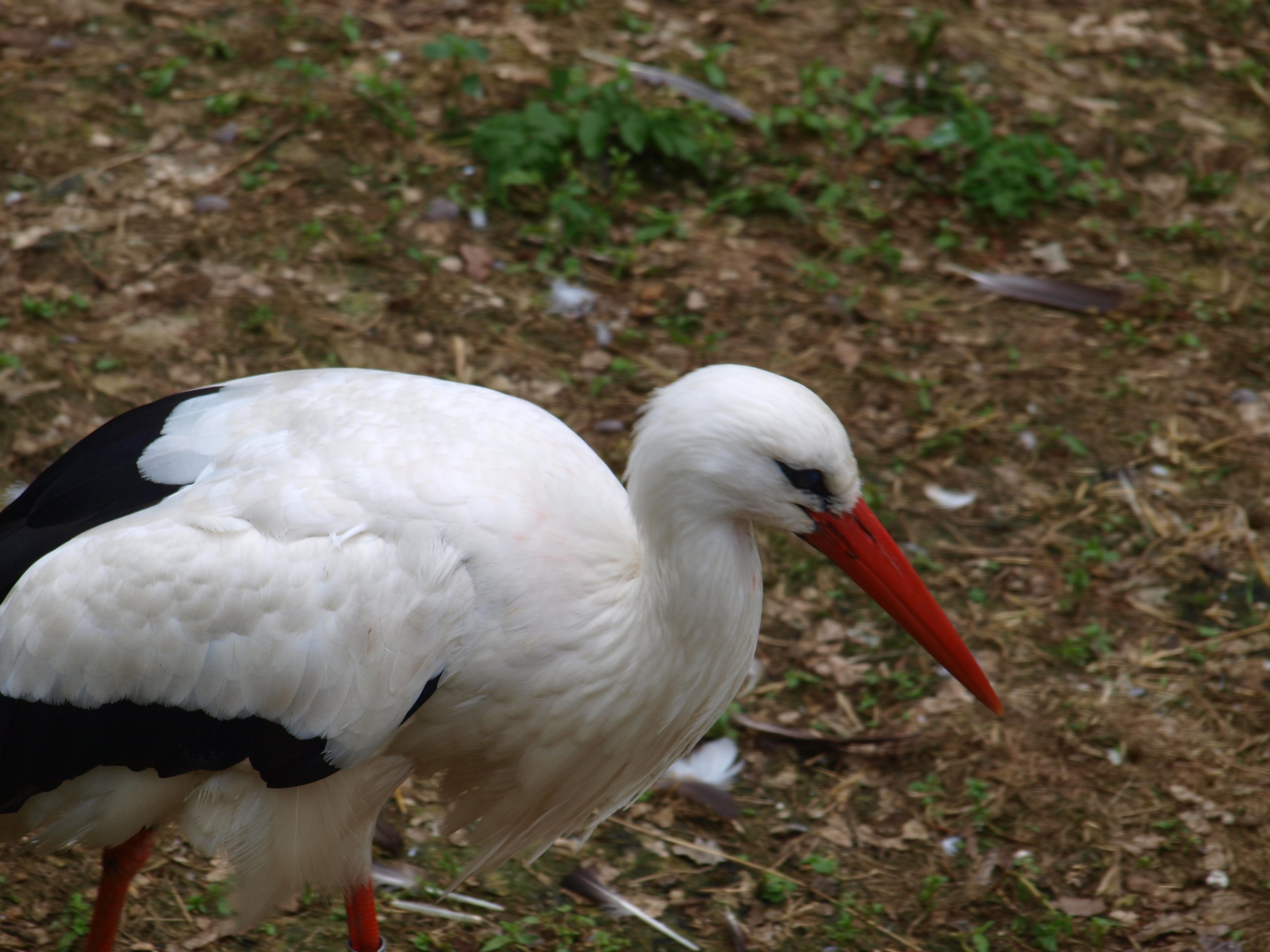 White stork 2011