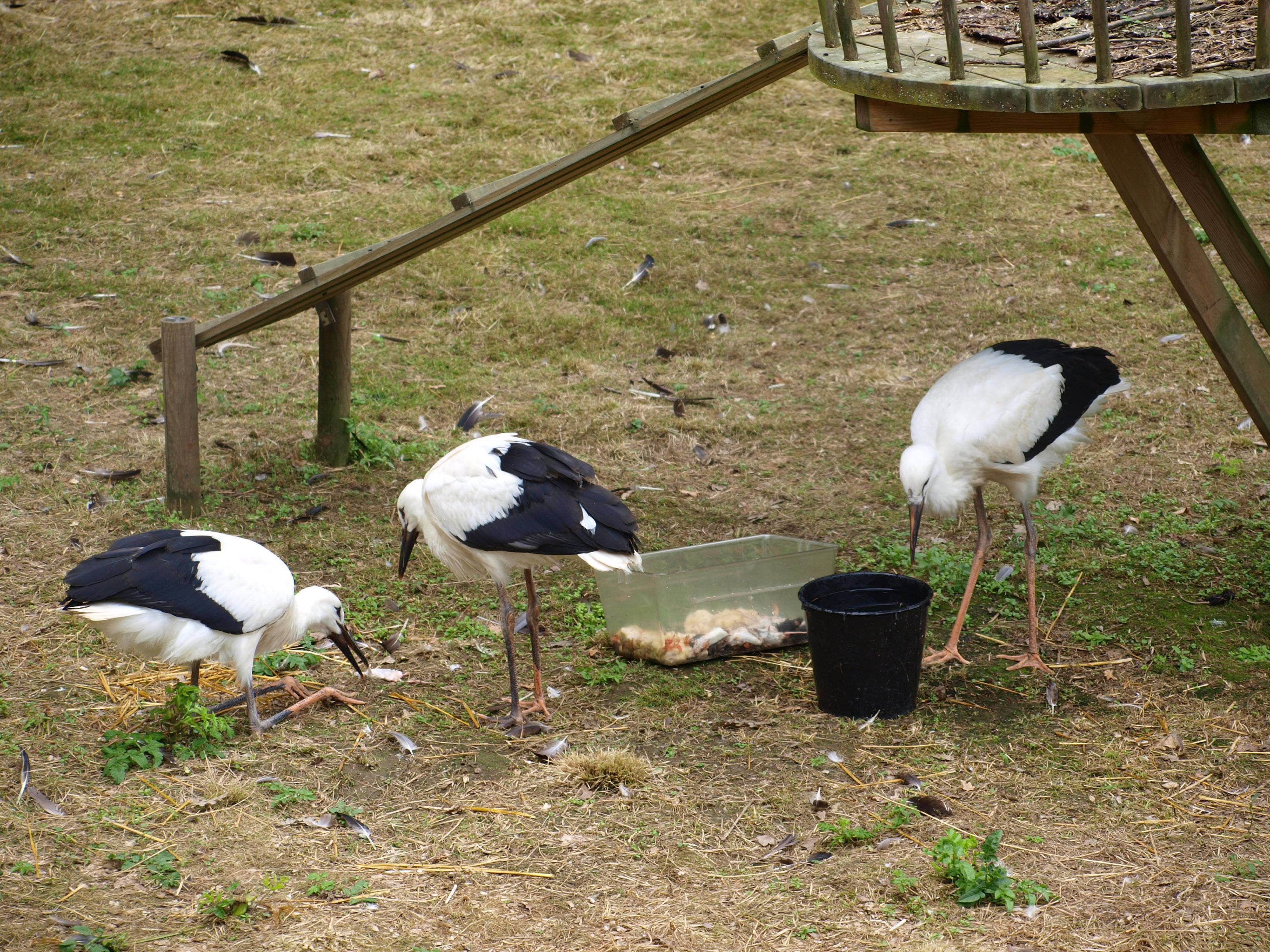 White stork 2011