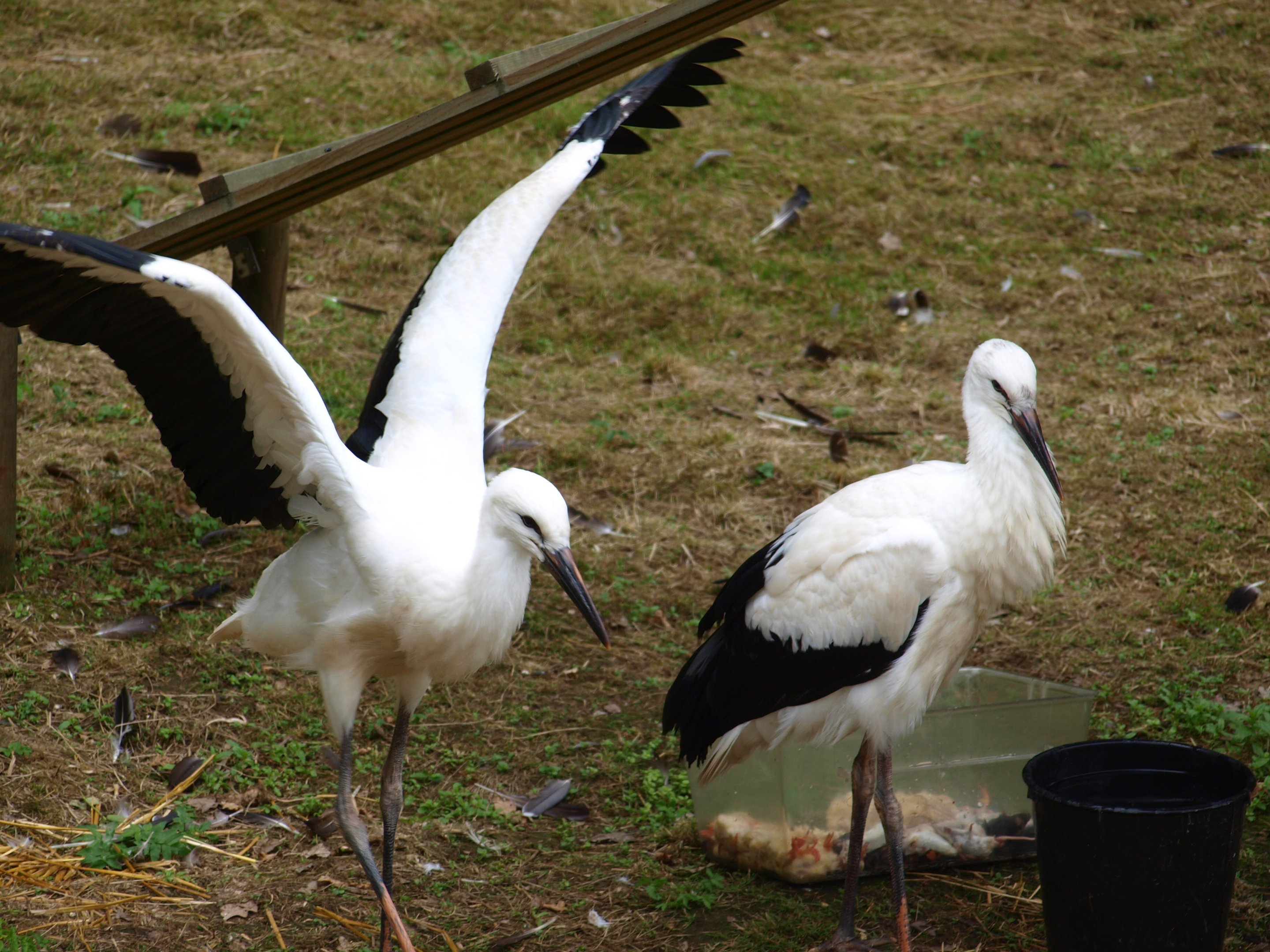White stork 2011