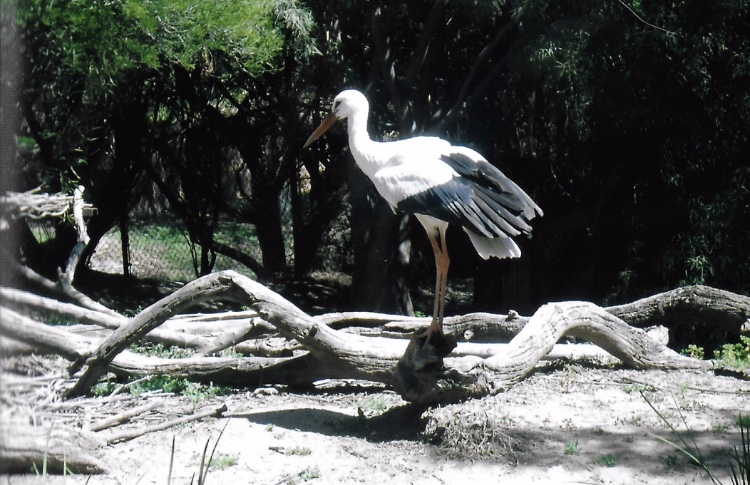 White stork 2016