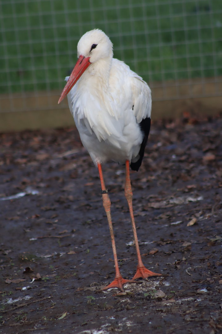 White stork - 8 November 2022