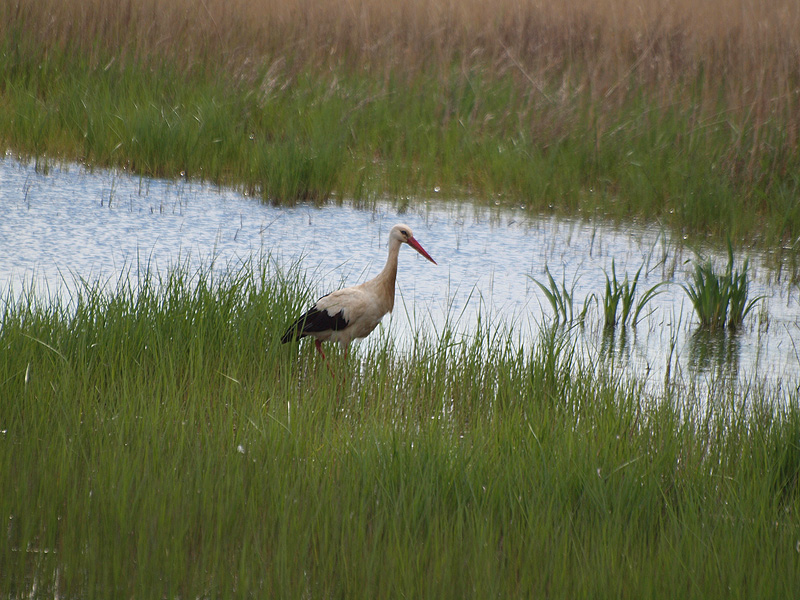 White Stork - Aiguamolls de l'Empordà