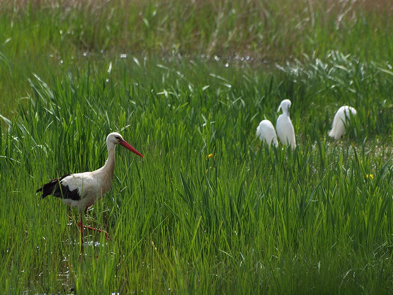 White Stork - Aiguamolls de l'Empordà