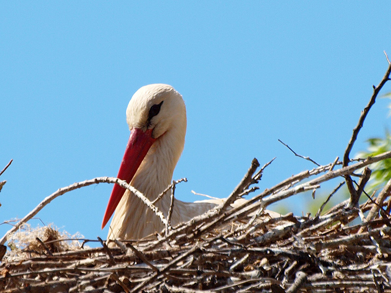 White Stork - Aiguamolls de l'Empordà
