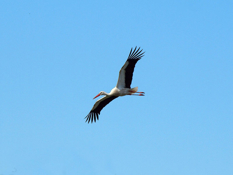 White Stork - Aiguamolls de l'Empordà