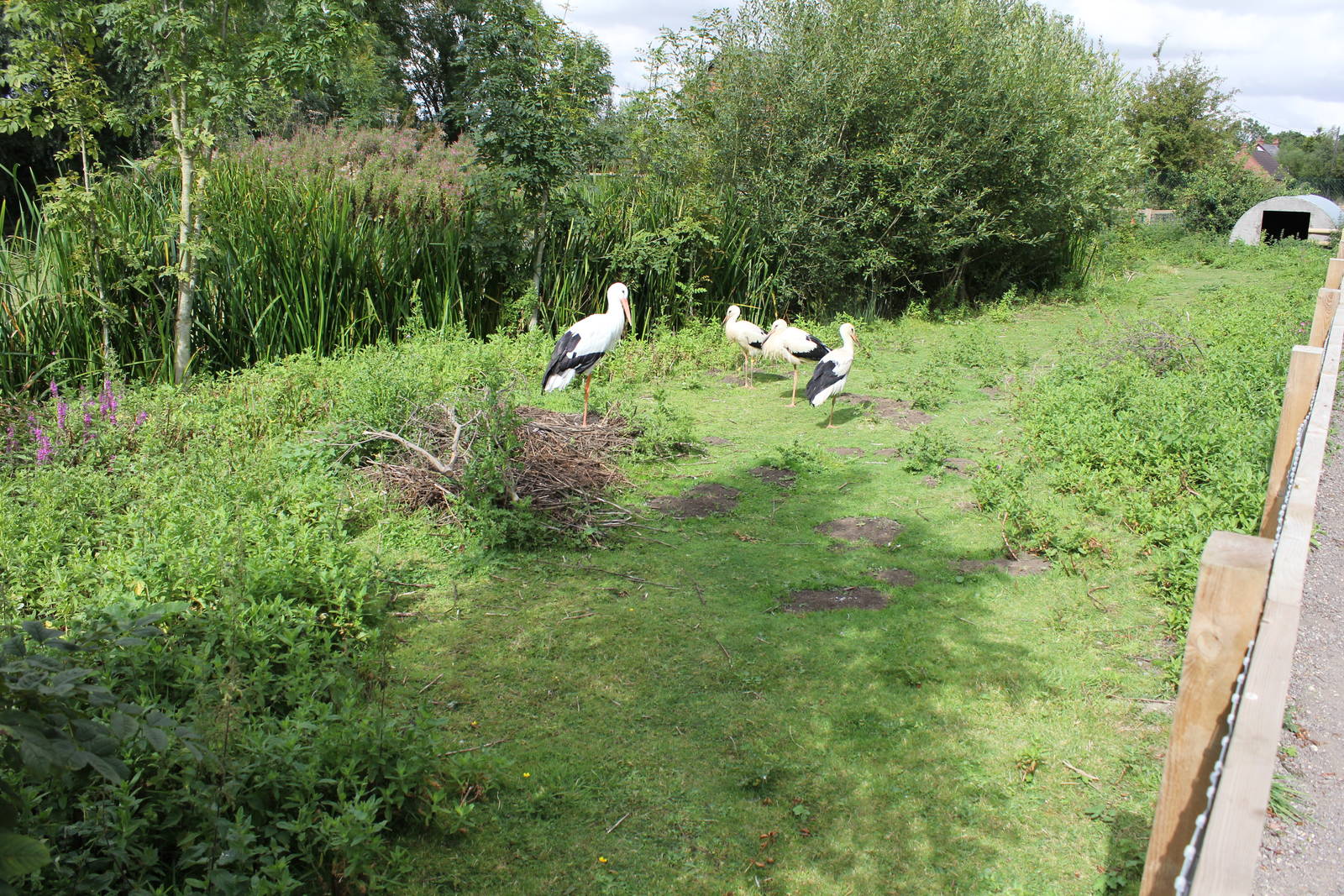White Stork and Capybara enclosure 15-8-14