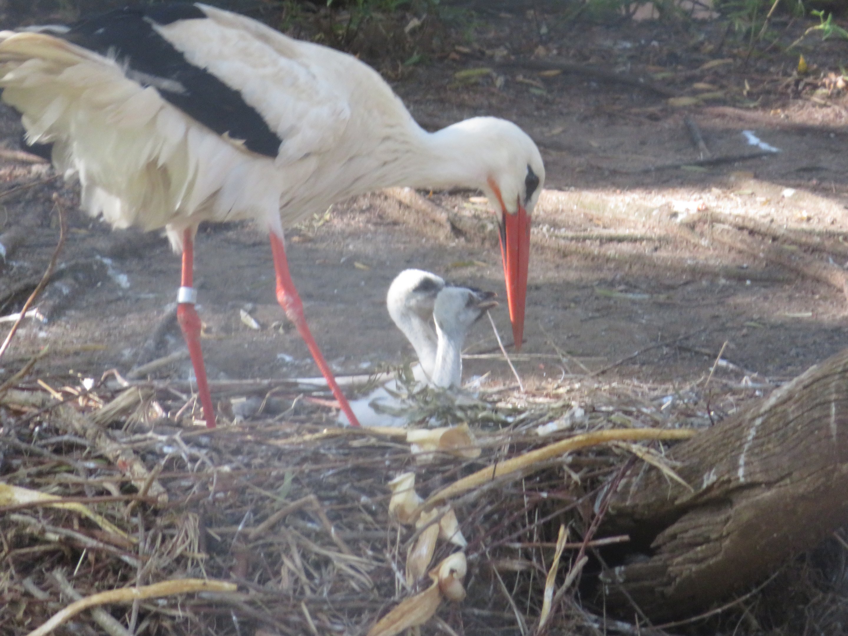 White Stork and Chicks