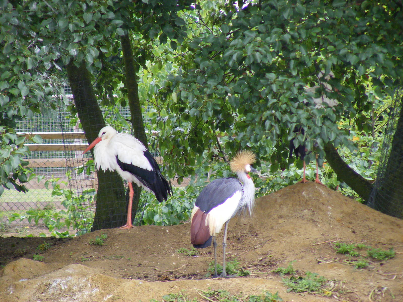 White stork and East African crowned crane at Wingham Wildlife Park, 15 Aug