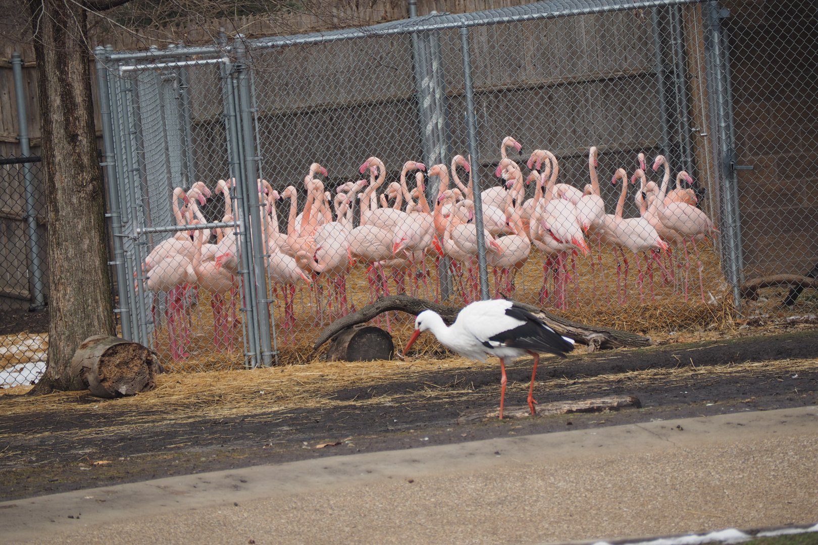 White Stork and Greater Flamingos