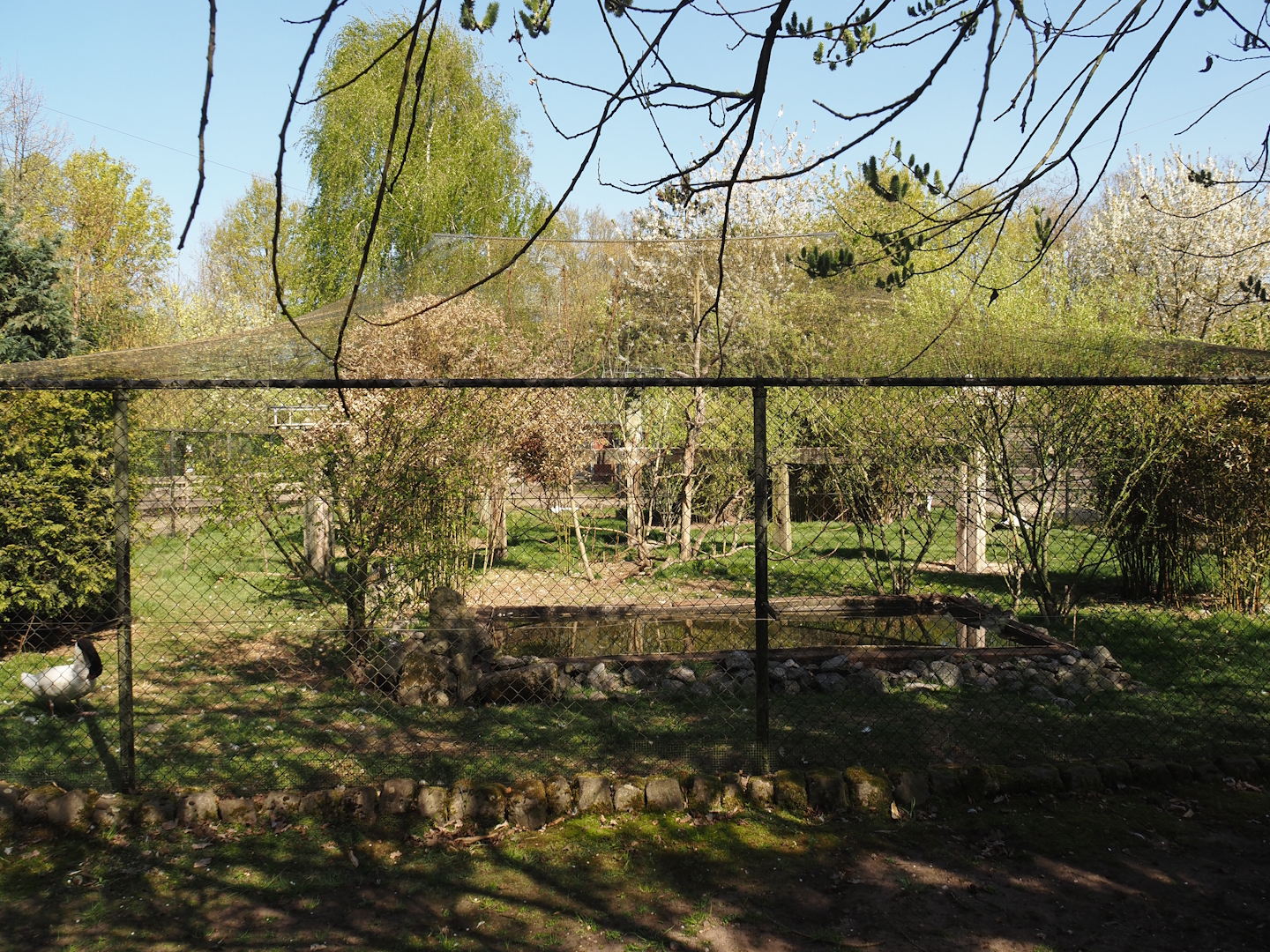 White-stork and Grey crowned crane aviary, 2025-04-12