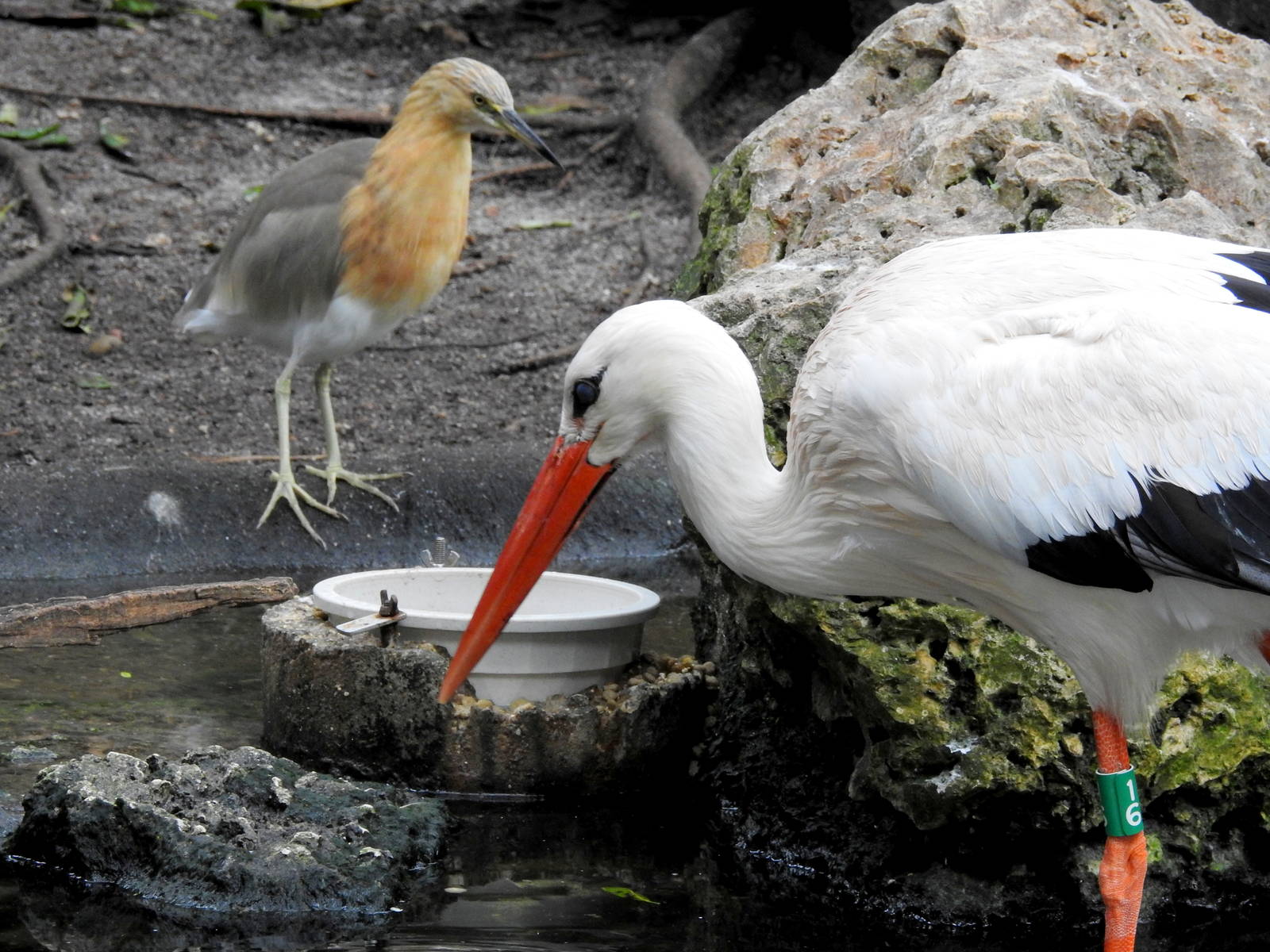 White Stork and Javan Pond Heron
